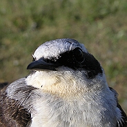 Stenskvätta, Sundre 20080602